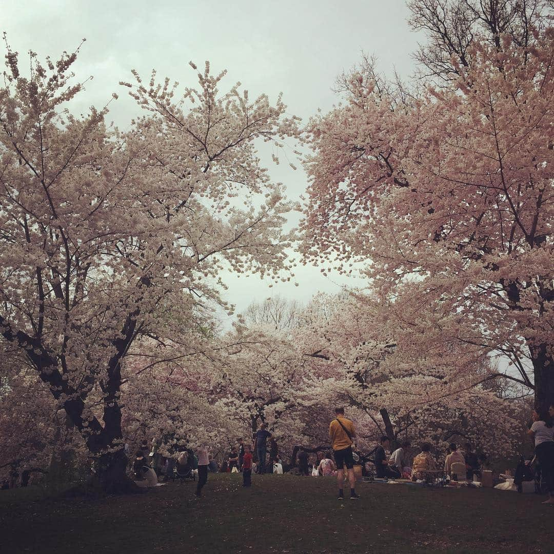 大森美希さんのインスタグラム写真 - (大森美希Instagram)「My last #cherryblossom in #centralpark #nyc Thanks @gionstudio for organizing this #picnic 🌸  #お花見 #セントラルパーク #ピクニック #ニューヨーク生活 #海外生活 #桜 #さくら #nylife #cerisier #日本のこころ #piquenique #spring #printemps #bloom 🌸🌸🌸」4月14日 11時14分 - mikiomori_