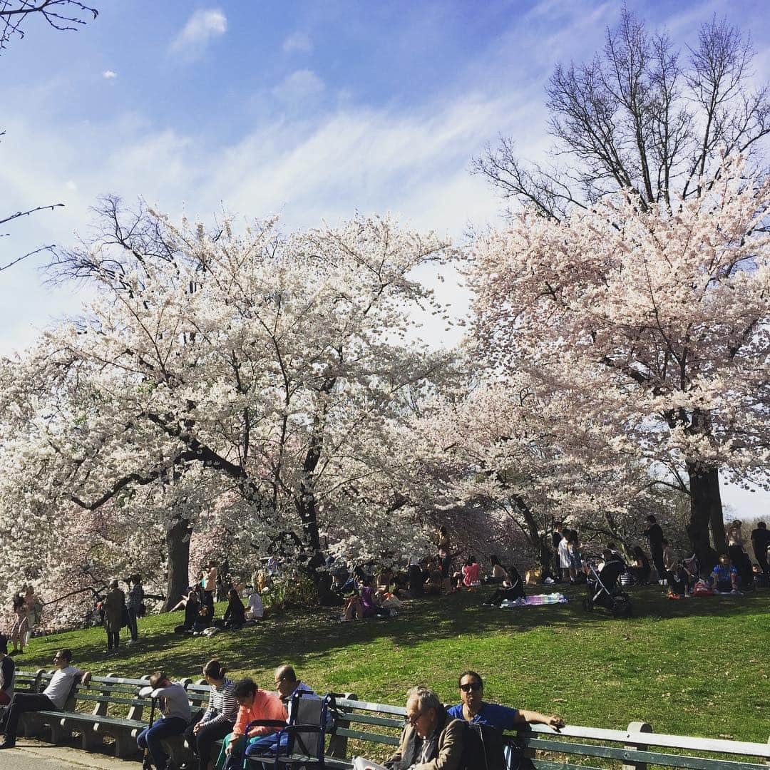 大森美希さんのインスタグラム写真 - (大森美希Instagram)「My last #cherryblossom in #centralpark #nyc Thanks @gionstudio for organizing this #picnic 🌸  #お花見 #セントラルパーク #ピクニック #ニューヨーク生活 #海外生活 #桜 #さくら #nylife #cerisier #日本のこころ #piquenique #spring #printemps #bloom 🌸🌸🌸」4月14日 11時14分 - mikiomori_