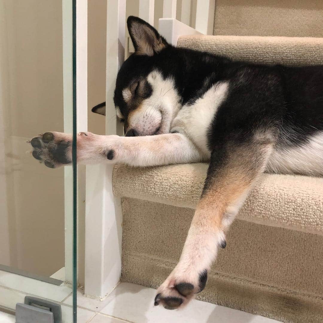 麻美さんのインスタグラム写真 - (麻美Instagram)「出かけようと思ったら😱😱😱 ． ちょっとビーちゃん🐶怖いんだけど💦 ． 柴ちゃんもガラスのドア🚪 押さえてみんなで通せんぼ🤣🤣🤣 ． もうさ😅💦 気持ちよく見送ってよ〜〜💦 ． #愛犬#犬#愛息子#いたずらっ子 #ビーグル#アメリカンビーグル #ミニチュアダックス #豆柴#柴犬#黒柴 #fashonistapet #mydog  #dog#fashonistapet #instafamily instadog#instadaily #instapic #instagood#instalike #love#cute #beagle #shibadog #beaglemania#miniaturedachshund」4月14日 11時25分 - mami0s