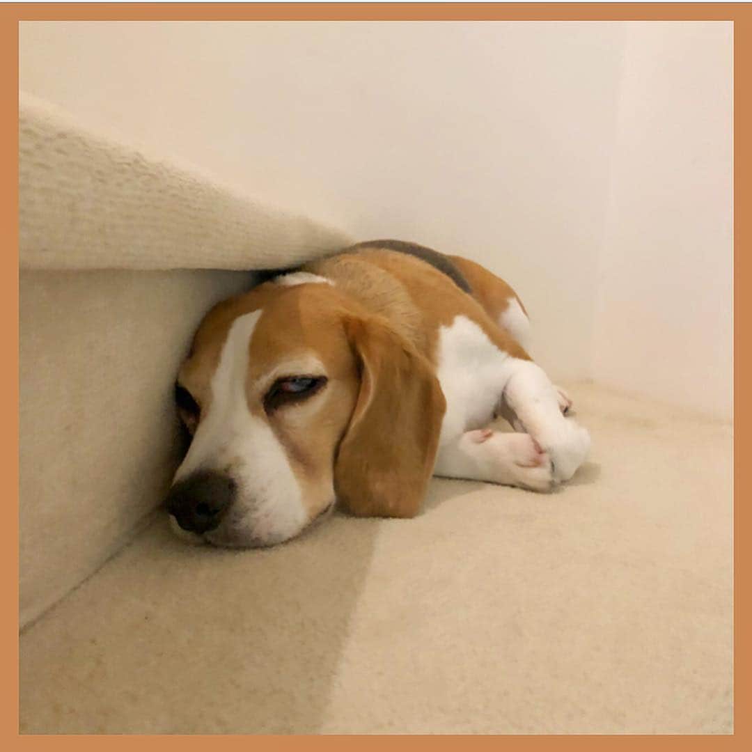 麻美さんのインスタグラム写真 - (麻美Instagram)「出かけようと思ったら😱😱😱 ． ちょっとビーちゃん🐶怖いんだけど💦 ． 柴ちゃんもガラスのドア🚪 押さえてみんなで通せんぼ🤣🤣🤣 ． もうさ😅💦 気持ちよく見送ってよ〜〜💦 ． #愛犬#犬#愛息子#いたずらっ子 #ビーグル#アメリカンビーグル #ミニチュアダックス #豆柴#柴犬#黒柴 #fashonistapet #mydog  #dog#fashonistapet #instafamily instadog#instadaily #instapic #instagood#instalike #love#cute #beagle #shibadog #beaglemania#miniaturedachshund」4月14日 11時25分 - mami0s