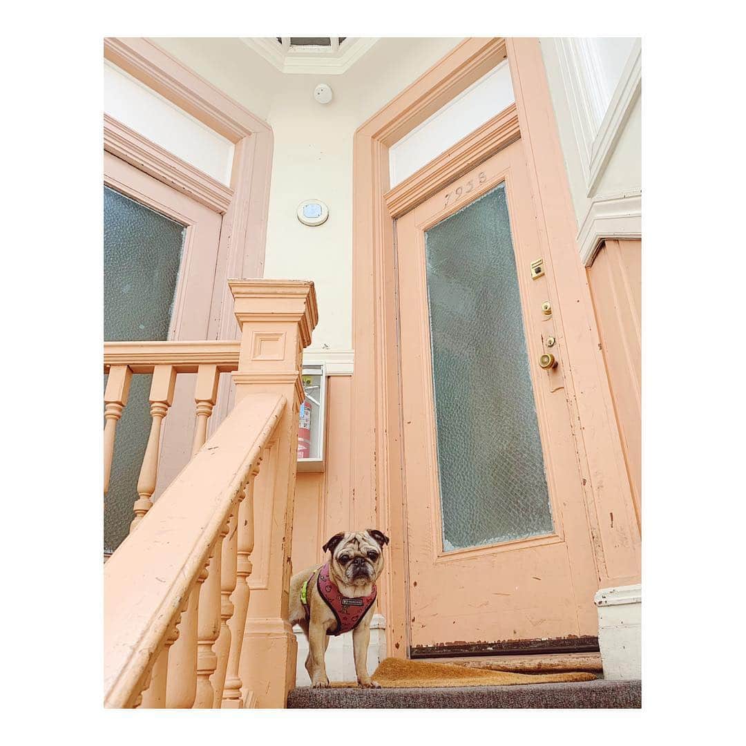 Melissa Santiagoのインスタグラム：「Itty bitty piggy  #DailyPug #LeicaHarrietPancakes #Pug #pugsofinstagram」