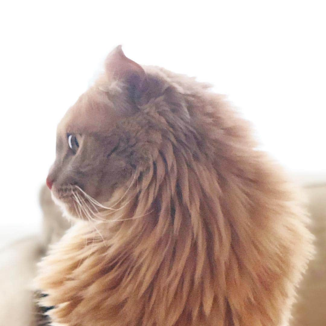 むぎちょこさんのインスタグラム写真 - (むぎちょこInstagram)「🦁Cool beauty✨ 時々 カッコいい ⁑ 🦁ちょこ♀choco 🇺🇸americancurl 🎂2016/09/08 #americancurl #アメリカンカール #coolbeauty @beautypro_contest #ビューティープロコンテスト #kissmamaになろう」4月14日 11時55分 - mugi325channel