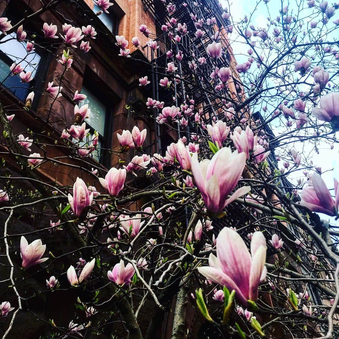 JULIEN D'YSさんのインスタグラム写真 - (JULIEN D'YSInstagram)「💞💓💗💓#pinkmagnolia #75street #blow #beautynature #always there 💗💓💓💗💓💓💞💓💓💓💓💞💓💓💓💓💗#manhattan #saturday 13 April」4月14日 11時55分 - juliendys