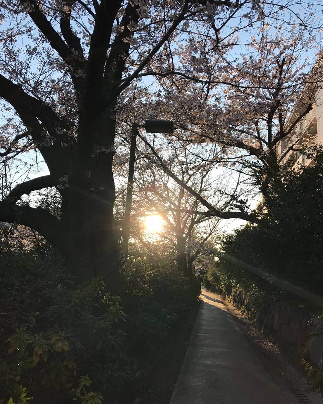 土屋太鳳さんのインスタグラム写真 - (土屋太鳳Instagram)「今日で熊本地震の 最初の揺れから３年たちます。 新年度が始まったばかりの この時期の大きな揺れ。 本当に大変だったと思います。 まだ仮住まいのかたが いらっしゃるとも聞きました。 そしてまた、いろいろな環境の中でも 美しく、美味しく、楽しい九州の 良さを伝えていらっしゃる方々が たくさん踏んばっていらっしゃると思います。 今年の夏には、また行きたいな… そして引き続き 出来ることを踏んばっていこうと思います。 東京の桜は 肌寒いせいか、木によってはまだ 花がのこってます。 令和の春も日本中の桜が 美しく咲きますように…！」4月14日 11時49分 - taotsuchiya_official