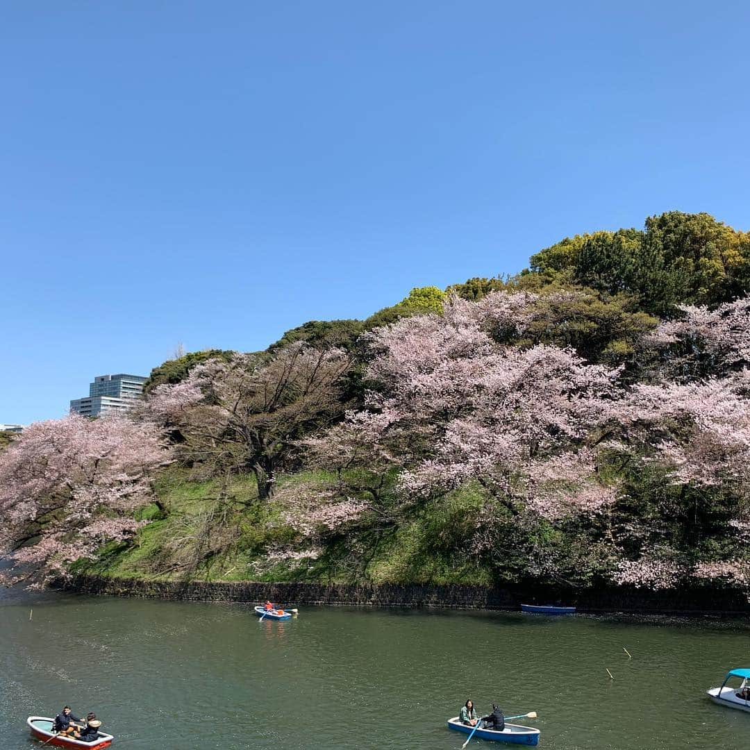 和央ようかさんのインスタグラム写真 - (和央ようかInstagram)「Cherry blossom 🌸 😍🌸😍🌸 #beautifulandgraceful 🌸 #luckyus 🌸 #unforgettable  #takakoworldstylin🌎  #東京にて #桜🌸 に会えて幸せでした😍 #やはり日本で見る桜🌸は特別」4月14日 12時03分 - yokawao0215