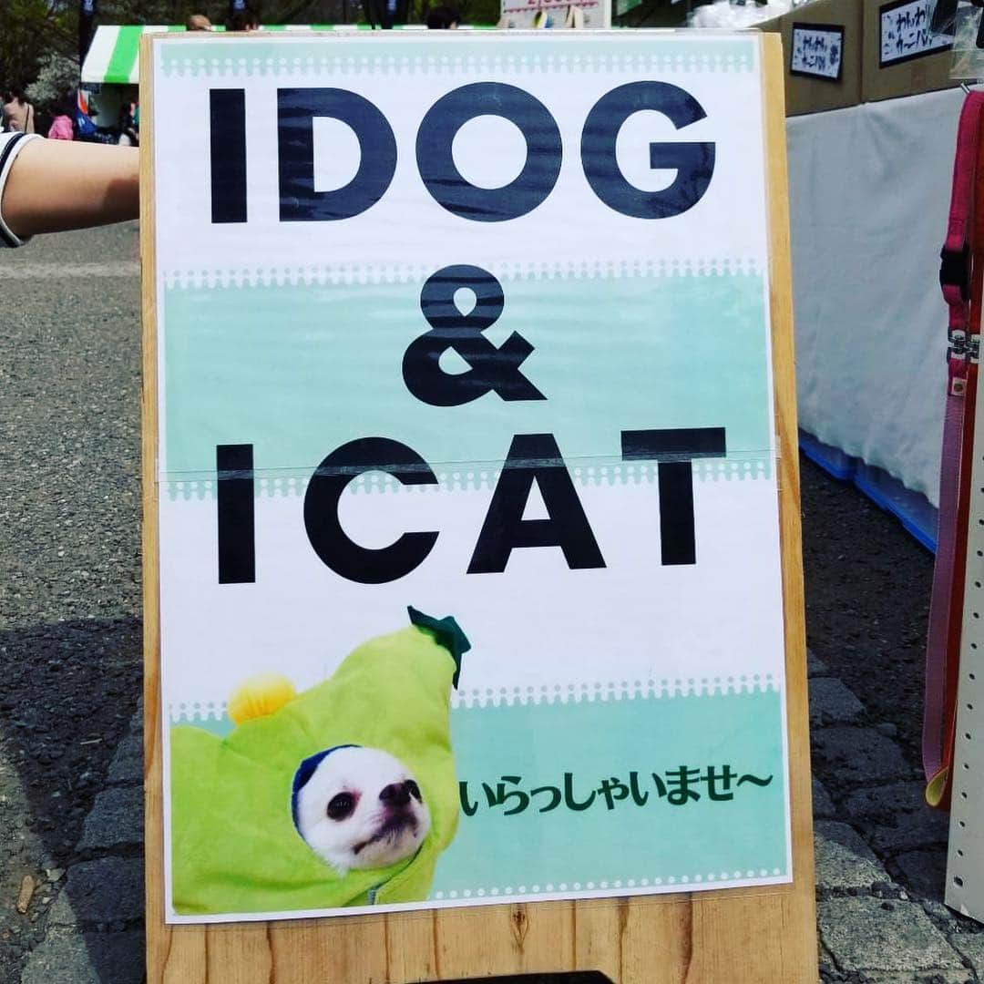 iDog&iCatさんのインスタグラム写真 - (iDog&iCatInstagram)「🎉 * 本日はわんわんカーニバル2日目、IDOG&ICATも出店中です！ (写真は本日の設営の様子) * 人気商品をイベント限定価格での販売、購入者プレゼントもご用意しております♫ * #idogicat #犬の服idog #IDOG #わんわんカーニバル #わんわんカーニバル2019 #代々木公園 #犬 #いぬ」4月14日 11時58分 - idogicat