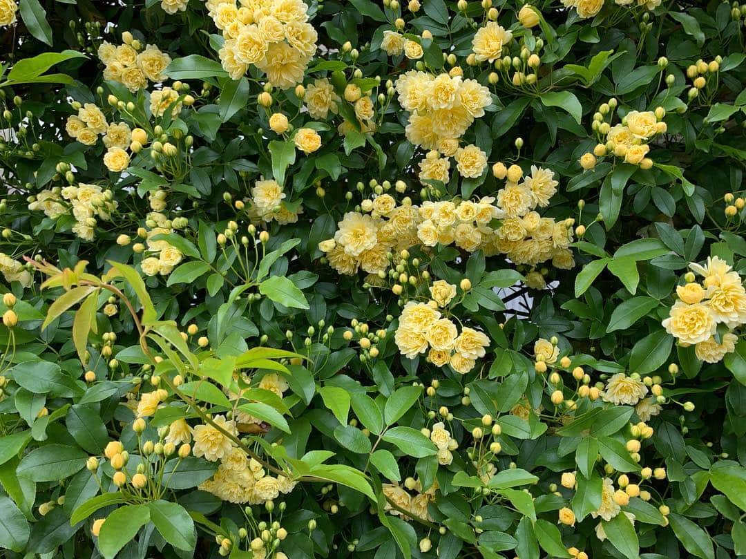 花盛友里のインスタグラム：「この季節来た！  #モッコウバラ」