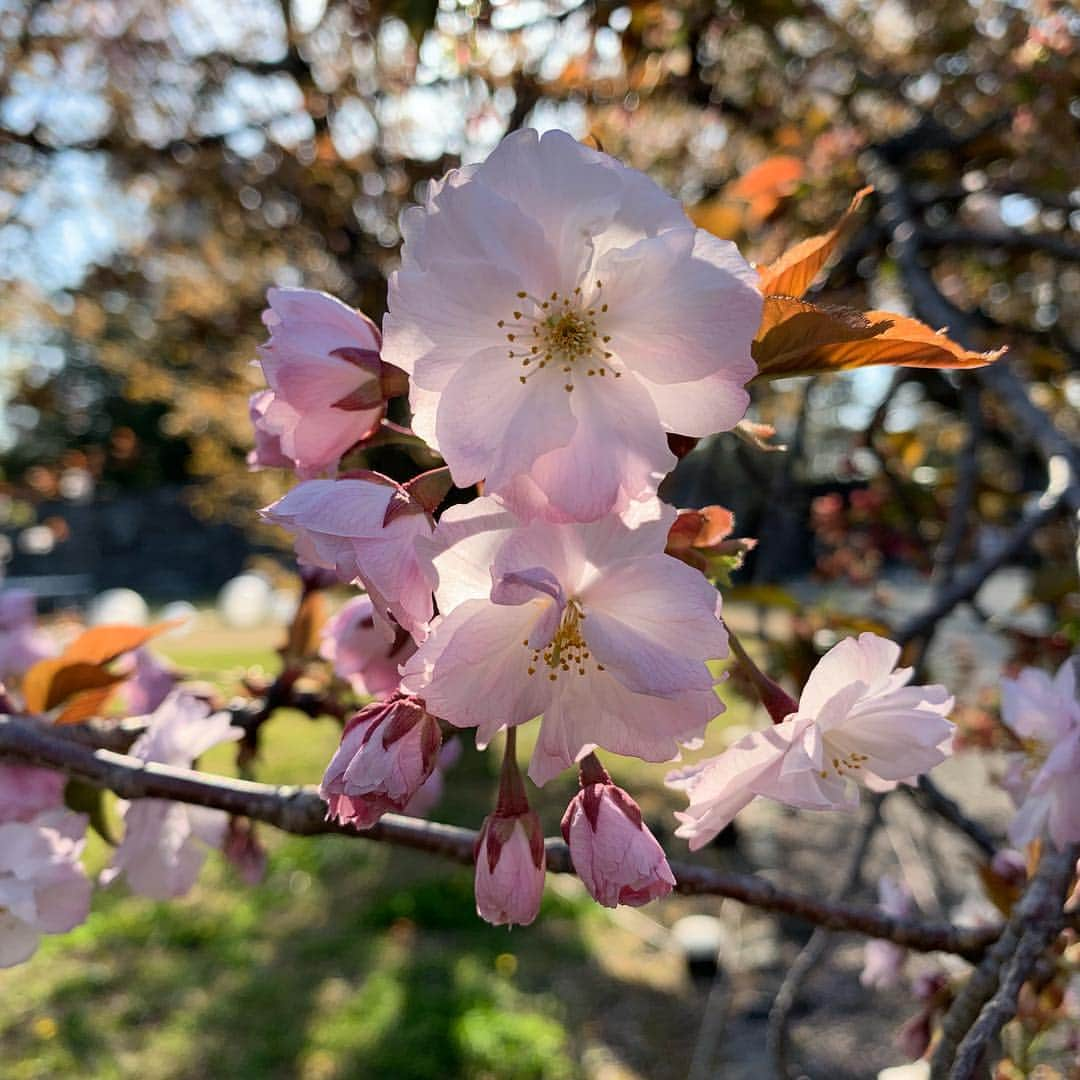 ALINA AKULAさんのインスタグラム写真 - (ALINA AKULAInstagram)「#nofilter 🦋 can you imagine .. #iphonexr #cherryblossom #sakura #macrophoto」4月14日 12時21分 - radharanievna