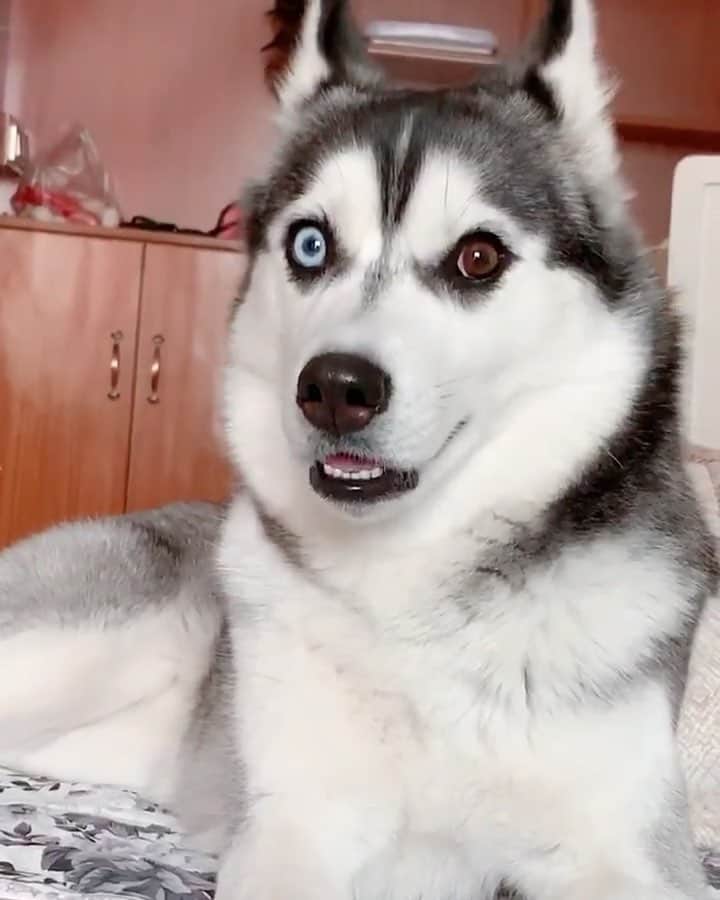 husky and malamuteのインスタグラム：「Incredible eyes.😝🙈 follow @alaskandaily （Twitter：alaskandaily）for more cute pic and video.😜 ……………………………………………………………… Each video was approved by the original author. But  don't have a Instagram account. We are first one post those video. So watermark credit @alaskandaily ……………………………………………………………… #alaskan#malamute#alaskanmalamute#alaskanhusky#malamutesofinstagram#puppylife#puppylove#puppydog#puppylover#dogdays#malamutepuppy#huskies#huskeypuppy#huskeiesreq#siberian#huskeiesofig#dogslife#dogsofnyc#cutedog#cutedogs#huskeypics#huskeylovers#huskygram#huskeylove#huskiesofinstagram#dogsofnyc#husky#狗」