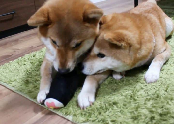 柴犬たま Shibainu Tamaのインスタグラム