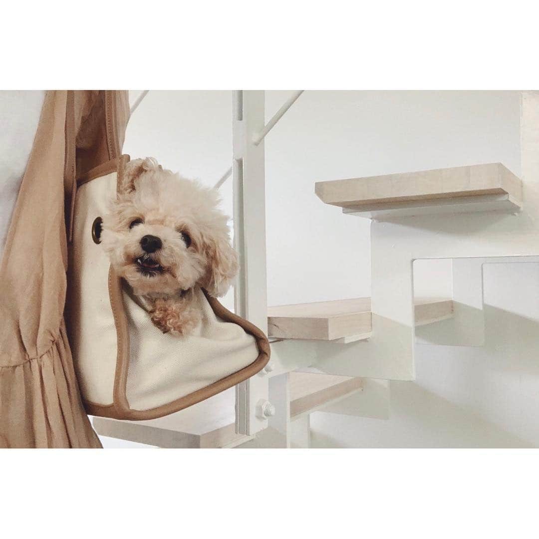 mizuさんのインスタグラム写真 - (mizuInstagram)「. 準備できたよー♡ 喜んで入ってくる♡ . @citydog_official . .」4月14日 12時37分 - micchelocche