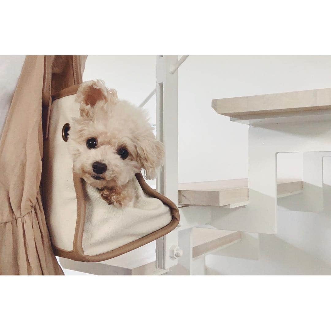 mizuのインスタグラム：「. 準備できたよー♡ 喜んで入ってくる♡ . @citydog_official . .」