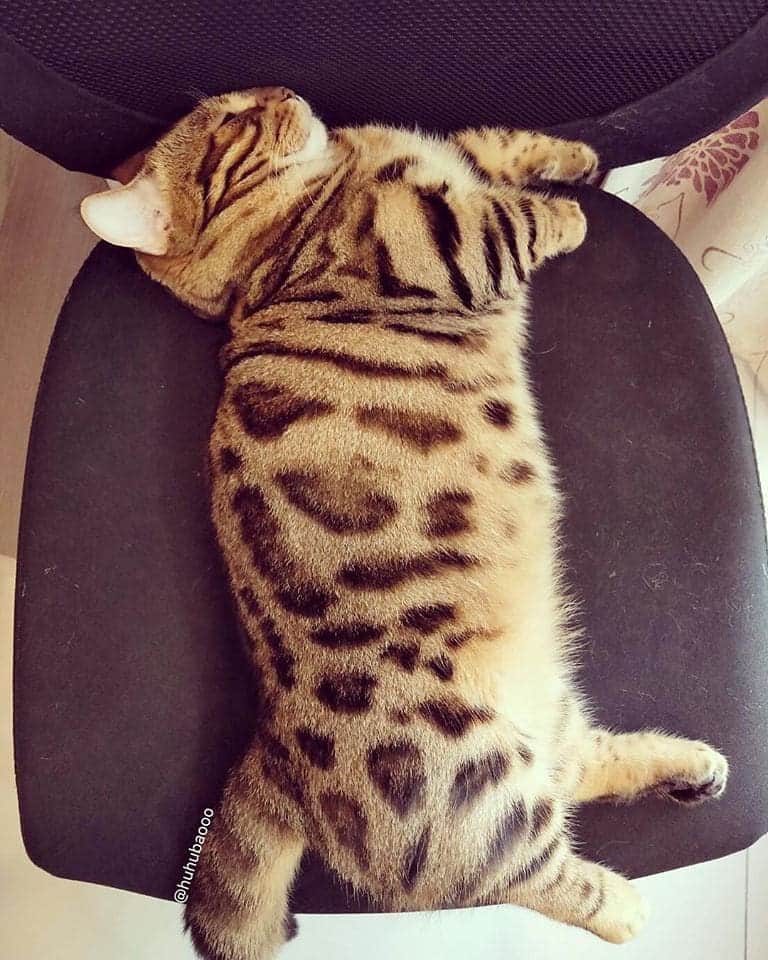 Aww Clubさんのインスタグラム写真 - (Aww ClubInstagram)「Meet @huhubaooo  a little chunky leopard  #meowed #bengal #munchkin」4月14日 12時40分 - meowed
