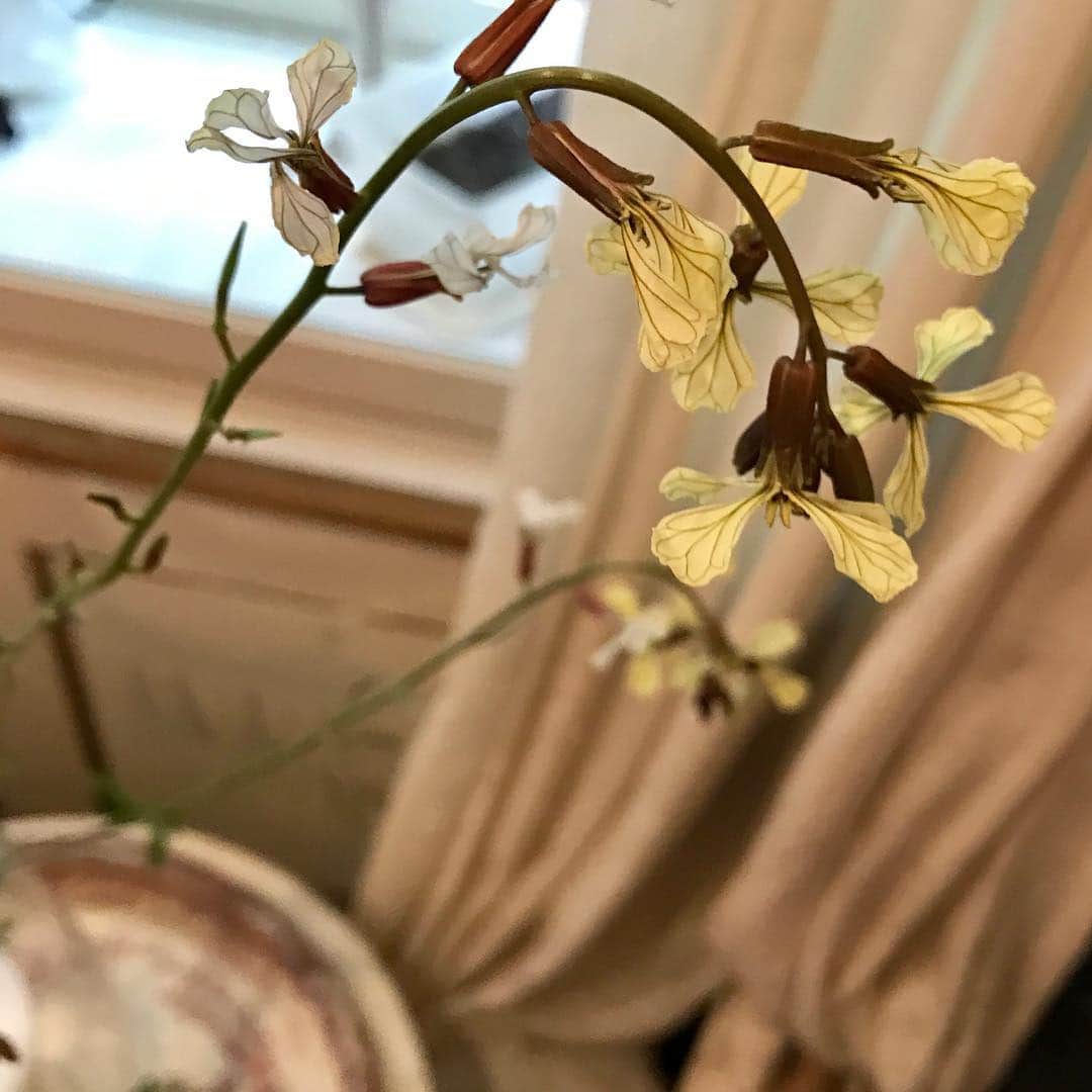 光野桃さんのインスタグラム写真 - (光野桃Instagram)「可憐というか、地味というか。  #ルッコラの花 #初めて見ました #飾ってみたけどどう？ #ベランダ菜園の春」4月14日 12時44分 - mitsuno.momo