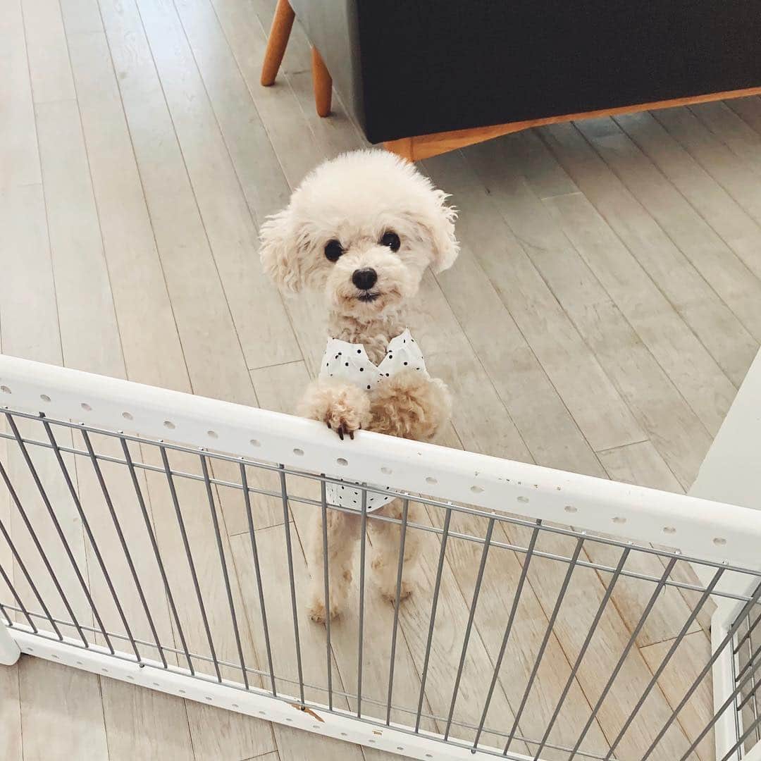 mizuのインスタグラム：「ロッちん、お出かけしよっか〜？！って言った時の•‧̫•」