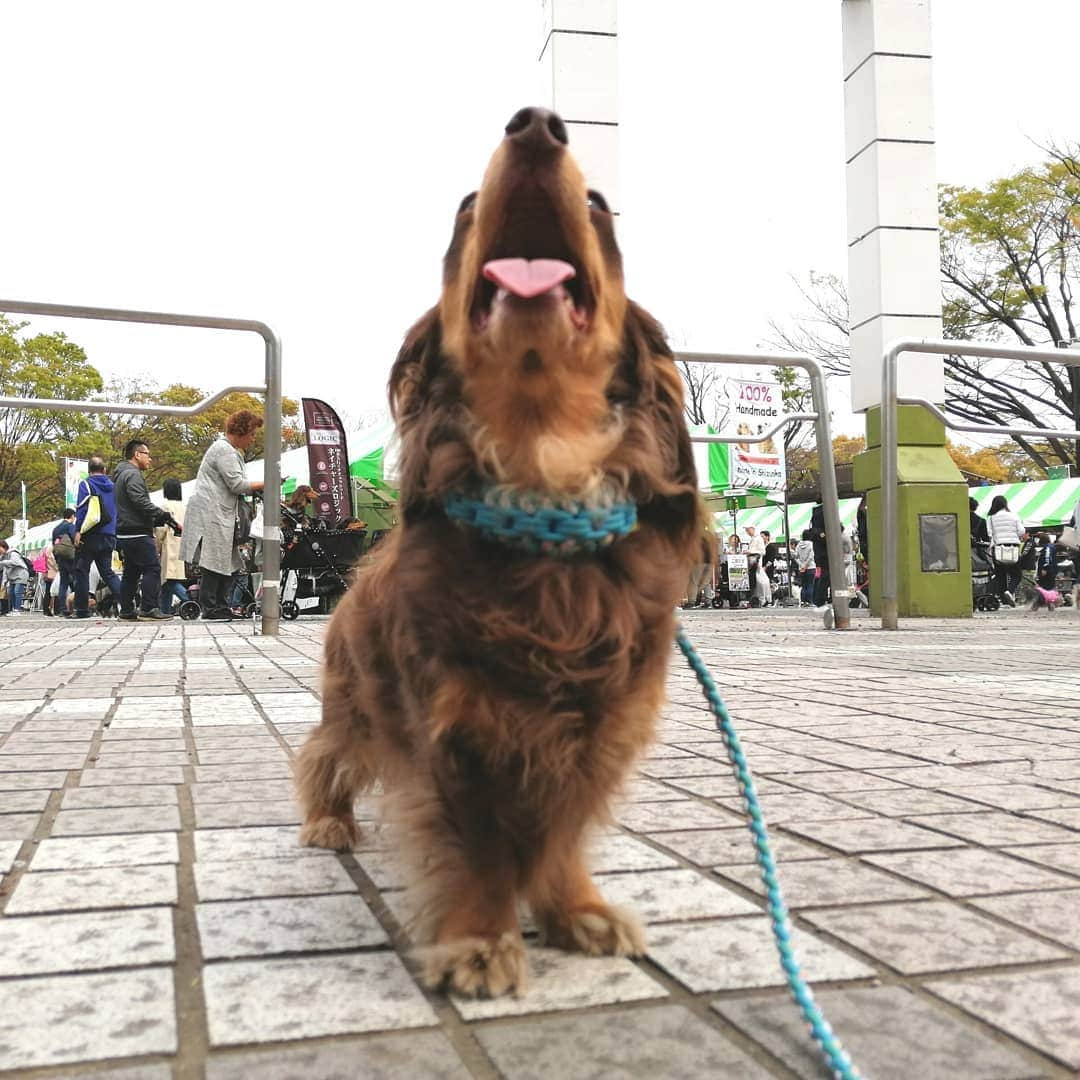 ななこさんのインスタグラム写真 - (ななこInstagram)「代々木公園🐶イヌだらけ ※ ※ #犬 #愛犬 #ダックス #カニンヘン　 #dog #dachshund #dogstagram  #doxie #instadog #instadachshund  #petstagram #dachshundsofinstagram」4月14日 12時57分 - nanaco_dachs