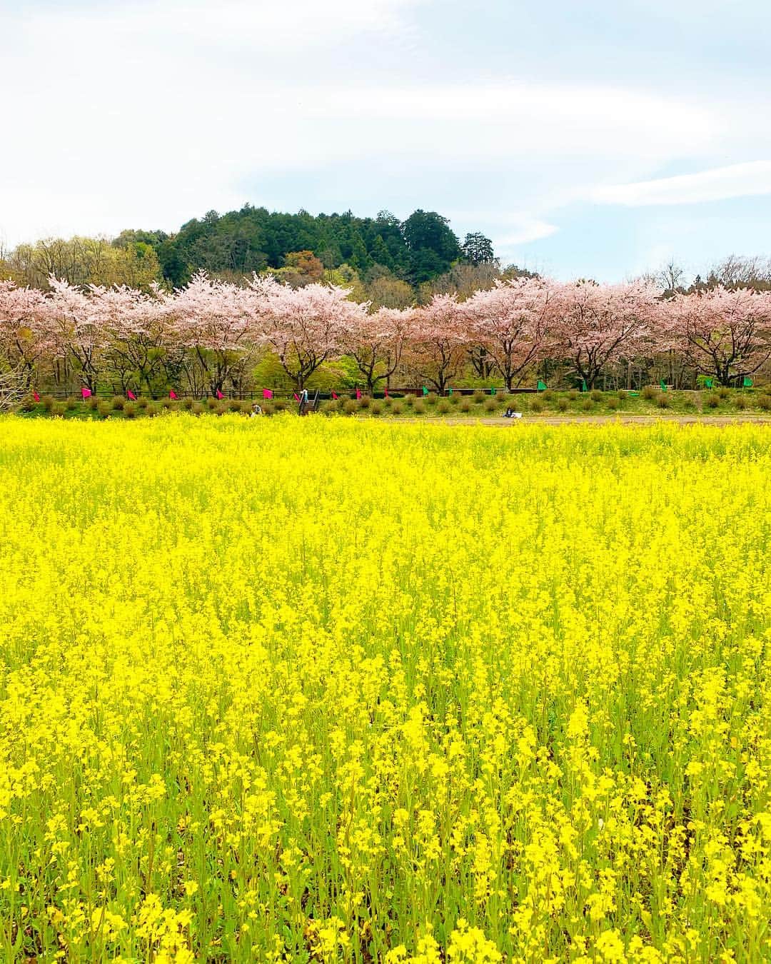 奈良裕也さんのインスタグラム写真 - (奈良裕也Instagram)「青空と桜と菜の花 🌸💛💚🌸💛💚 #巾着田」4月14日 12時51分 - yuyanara