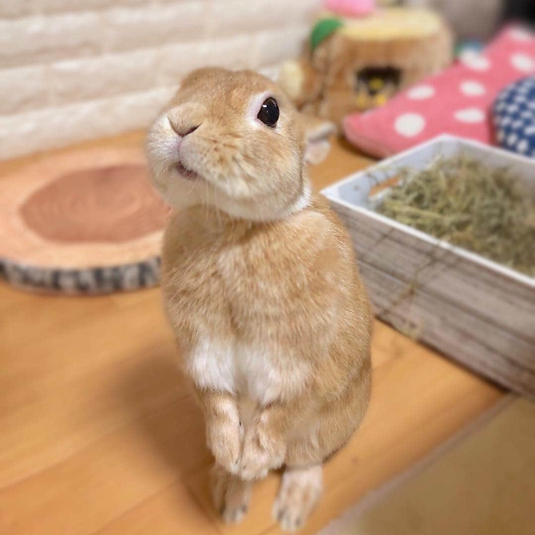 ラン?さんのインスタグラム写真 - (ラン?Instagram)「ひょこ( ^ω^ ) ☆ #うさぎ #ネザーランドドワーフ #rabbit #bunny #bunnystagram  #rabbitstagram  #cute  #かわいい #ふわもこ部  #もふもふ  #zip写真部  #アニマル写真部 #instagramjapan #netherlanddwarf #うさぎと暮らす  #うさぎのいる暮らし #癒し #kawaii #ランちゃん  2019.01.14」4月14日 12時54分 - mofumofuusako