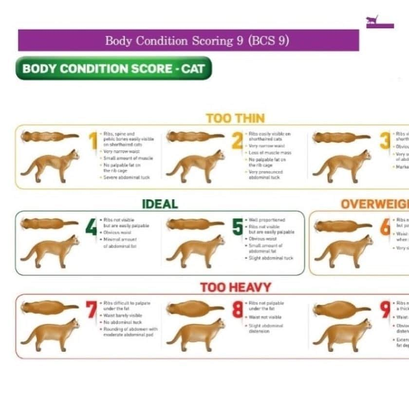 ギモさんのインスタグラム写真 - (ギモInstagram)「어제 애들 4마리 데리고 병원에 정기검진 다녀왔어요. 사실 병원은 제가 가야 하는데(독감투병중)ㅋㅋㅋ 감기기운으로 어제 피드를 못올려서 오늘 적어봅니다. 즤집 애덜 모두 대체적으로 건강한 상태고 대체적으로 비만이라고 합니다🤤 ㅤㅤ 긤형 4kg 텐이 4.3kg 시오 5.2kg 챠매 5.3kg ㅤㅤ 아니 챠매ㅋㅋㅋㅋ 즘장님보다 1키로 더 나가는 놈이 덮밥을 해?!ㅋㅋㅋㅋㅋㅋ 시오는 스코티쉬들이 관절염이 오기 때문에 무조건적으로 살을 빼야 한다고 합니다. 충격적이었던것은 3.5kg정도가 정상이래요. 갈비뼈가 잘 만져질 정도에 배가 챡 달라붙은..어우 살짝 말랐다 싶은 정도? 2번째 사진에 있는 표 보시면 4~5단계가 노말한 정상 범주고 6~9단계가 과체중인데 실제로 9단계까지 오면 이건 학대에 가깝대요ㅠ 집사가 절대적으로 관리를 해줘야 한다는 거죠. 긤형과 즘장님은 5, 우리 시오와 챠매는 아랫배가 쳐진 7이 나왔습니다. 또르르.... 사실 인형같이 토실토실한 체형은 건강하지 못한 거래요ㅠㅠ 날렵해야 오래 사는 것.. 생활 속 바로 실천 가능한 다이어트의 방법 중 하나가 사료 그릇을 한 장소에 두지 않고 이곳 저곳 두는 거래요. 애들이 옮겨다니며 먹을 수 있도록이요. 저도 곧 사료도 인도어로 체인지 하기로 했습니다. 적당히 살집 있는게 건강한 것으로 알았던 저에게 너무 놀라웠던 결과라서 집사님들께도 알려드리고 싶어 글 남겨봐요. 제가 선생님 즈이 텐이 마른거 아닌가요? 했더니 아니라고ㅋㅋㅋㅋㅋㅋㅋㅋㅋ 젤 심각한 것은 챰외인데... 허휴... 도비처럼 말랐던 놈이 젤 투실투실해져서 이젠 다이어트까지 해야 하다니.. 통통한 체형의 고양이를 넘나 좋아하지만 애들의 건강을 위해서 저도 욕심을 버리고 체형관리에 좀더 신경 써줘야겠다고 다짐했어요. #cat #토토상회 #고양이체형단계 #인도어가즈아ㅠ」4月14日 13時15分 - 1room1cat