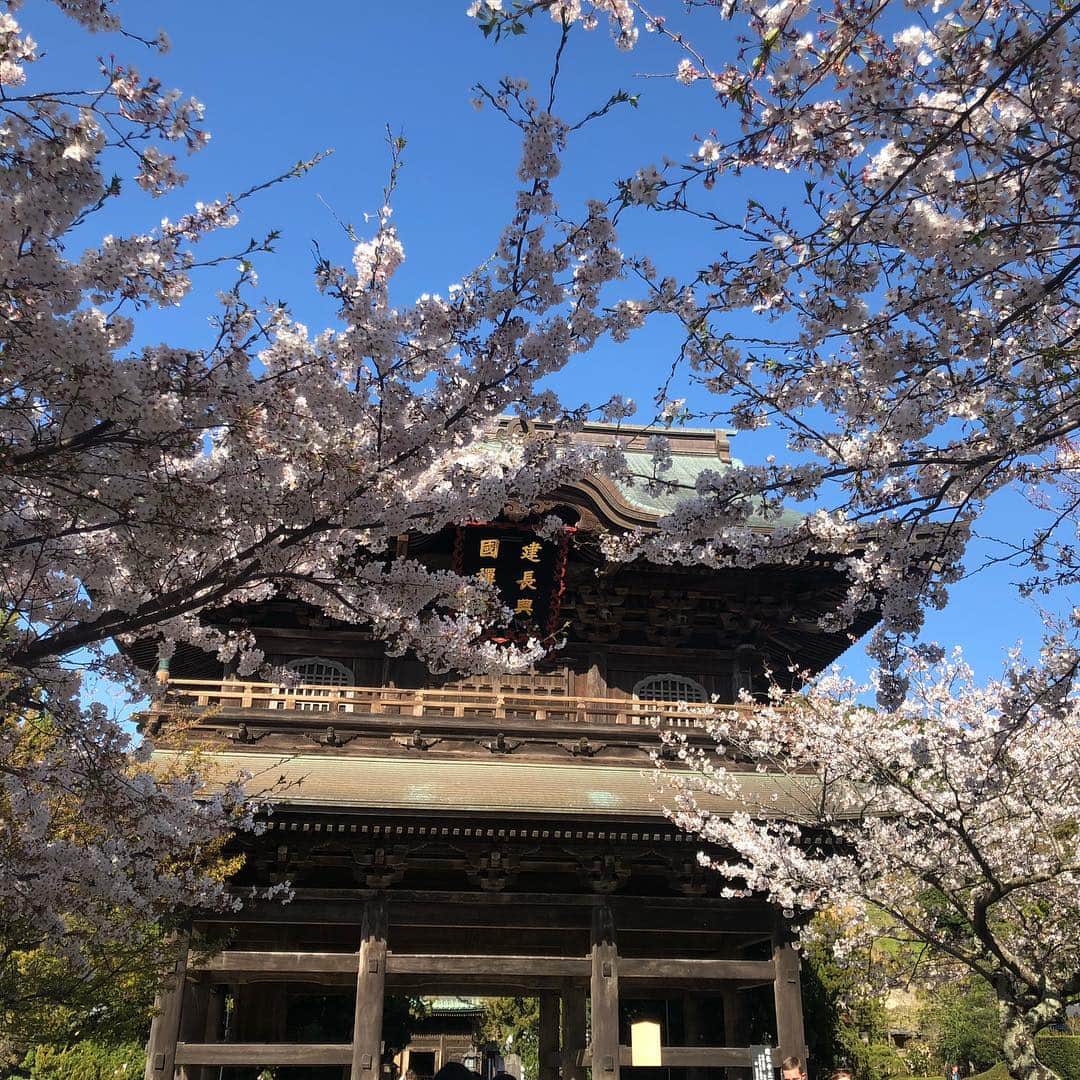 のインスタグラム：「#建長寺 #kamakura  #鎌倉  #japan  #桜  #花見  #kenchouji #鶴ヶ丘八幡宮  #temple  #shulain  #つるがおかはちまんぐう #古賀邸  #旧古賀邸  #kogatei」