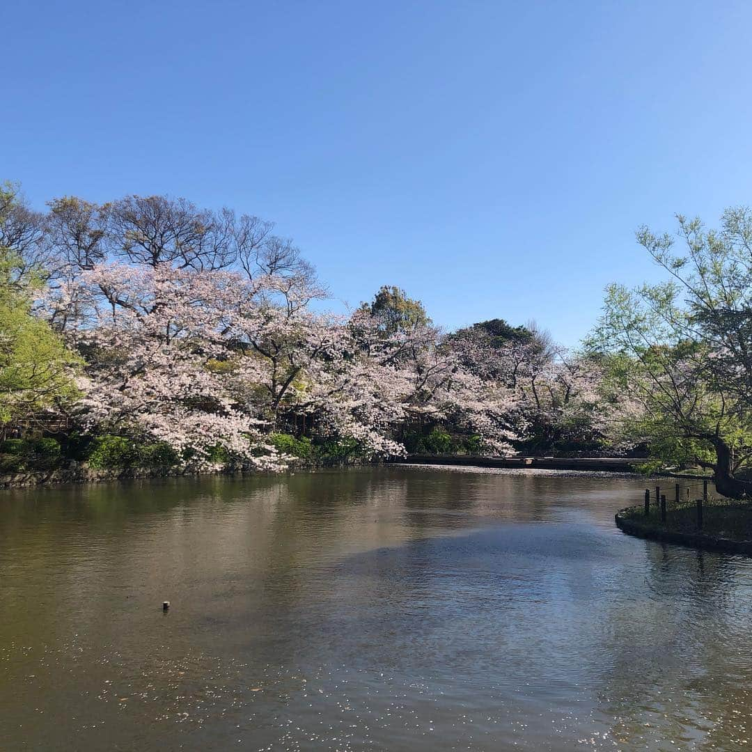 竹本アイラさんのインスタグラム写真 - (竹本アイラInstagram)「#建長寺 #kamakura  #鎌倉  #japan  #桜  #花見  #kenchouji #鶴ヶ丘八幡宮  #temple  #shulain  #つるがおかはちまんぐう #古賀邸  #旧古賀邸  #kogatei」4月14日 13時32分 - aira.ar50