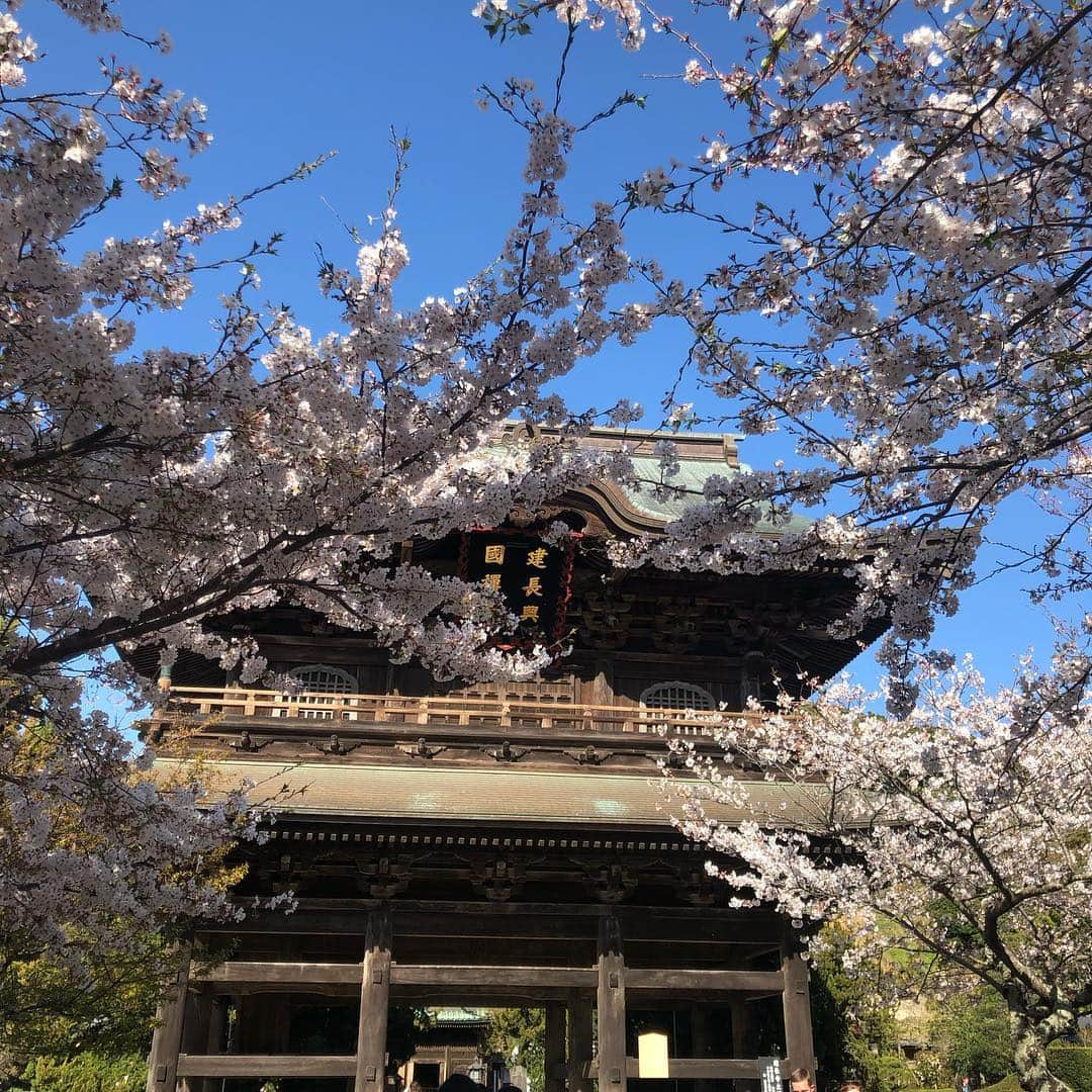 竹本アイラさんのインスタグラム写真 - (竹本アイラInstagram)「#建長寺 #kamakura  #鎌倉  #japan  #桜  #花見  #kenchouji #鶴ヶ丘八幡宮  #temple  #shulain  #つるがおかはちまんぐう #古賀邸  #旧古賀邸  #kogatei」4月14日 13時32分 - aira.ar50