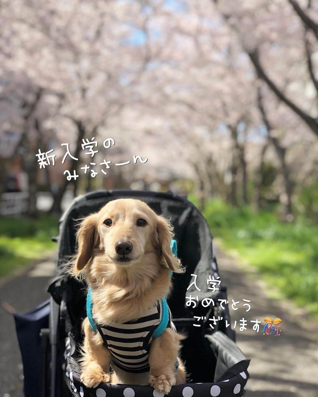 チズさんのインスタグラム写真 - (チズInstagram)「小学校入学🐶できるかなぁ？  #平成最後の桜#春うらら#花見 🌸 #花見日和#桜咲く#ランドセル #cherryblossom #ランドセル犬部  #🌷#🍡#🐶#🐾#💕 #Mダックス #ダックス#ミニチュアダックス #ミニチュアダックスフンド #ミニチュアダックスクリーム #短足犬 #短足部 #カニンヘンダックス #関西ダックス#親父犬 #ダックス13歳#シニア犬 #犬なしでは生きていけません会  #インスタでわんこみるのが日課 ♡♡」4月14日 13時35分 - sqi.chizu