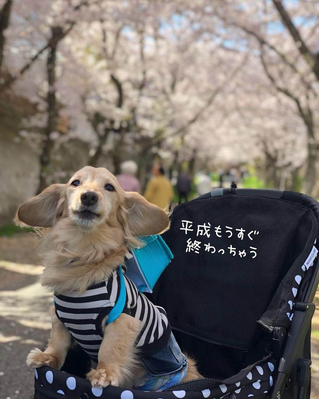 チズさんのインスタグラム写真 - (チズInstagram)「小学校入学🐶できるかなぁ？  #平成最後の桜#春うらら#花見 🌸 #花見日和#桜咲く#ランドセル #cherryblossom #ランドセル犬部  #🌷#🍡#🐶#🐾#💕 #Mダックス #ダックス#ミニチュアダックス #ミニチュアダックスフンド #ミニチュアダックスクリーム #短足犬 #短足部 #カニンヘンダックス #関西ダックス#親父犬 #ダックス13歳#シニア犬 #犬なしでは生きていけません会  #インスタでわんこみるのが日課 ♡♡」4月14日 13時35分 - sqi.chizu