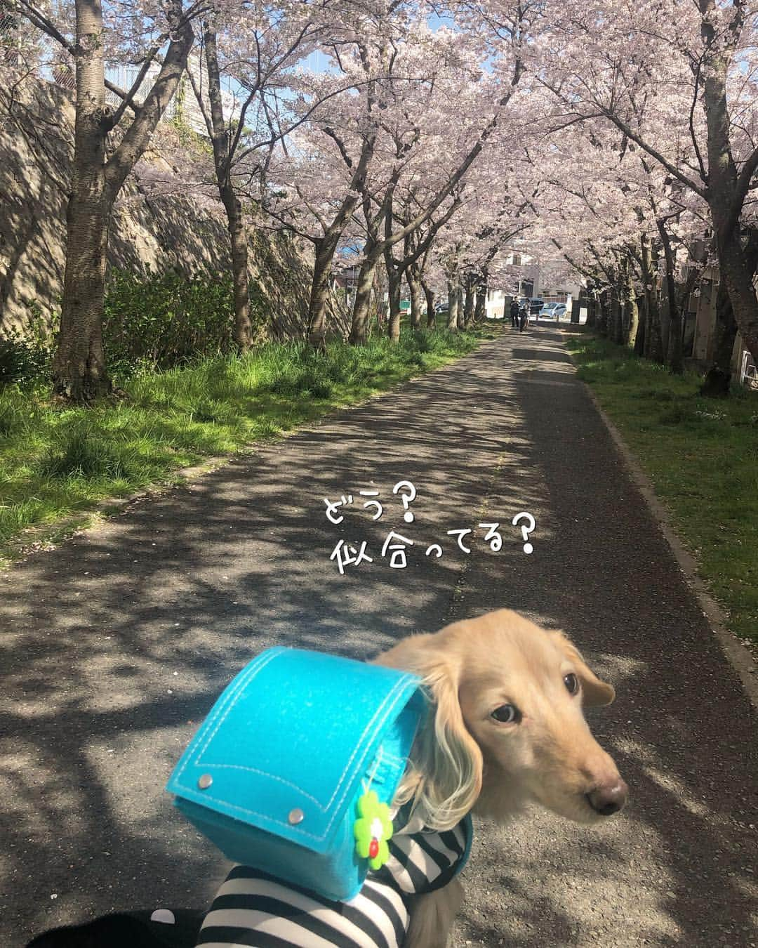 チズさんのインスタグラム写真 - (チズInstagram)「小学校入学🐶できるかなぁ？  #平成最後の桜#春うらら#花見 🌸 #花見日和#桜咲く#ランドセル #cherryblossom #ランドセル犬部  #🌷#🍡#🐶#🐾#💕 #Mダックス #ダックス#ミニチュアダックス #ミニチュアダックスフンド #ミニチュアダックスクリーム #短足犬 #短足部 #カニンヘンダックス #関西ダックス#親父犬 #ダックス13歳#シニア犬 #犬なしでは生きていけません会  #インスタでわんこみるのが日課 ♡♡」4月14日 13時35分 - sqi.chizu