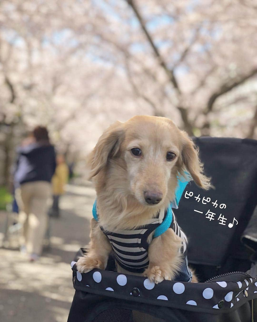 チズさんのインスタグラム写真 - (チズInstagram)「小学校入学🐶できるかなぁ？  #平成最後の桜#春うらら#花見 🌸 #花見日和#桜咲く#ランドセル #cherryblossom #ランドセル犬部  #🌷#🍡#🐶#🐾#💕 #Mダックス #ダックス#ミニチュアダックス #ミニチュアダックスフンド #ミニチュアダックスクリーム #短足犬 #短足部 #カニンヘンダックス #関西ダックス#親父犬 #ダックス13歳#シニア犬 #犬なしでは生きていけません会  #インスタでわんこみるのが日課 ♡♡」4月14日 13時35分 - sqi.chizu