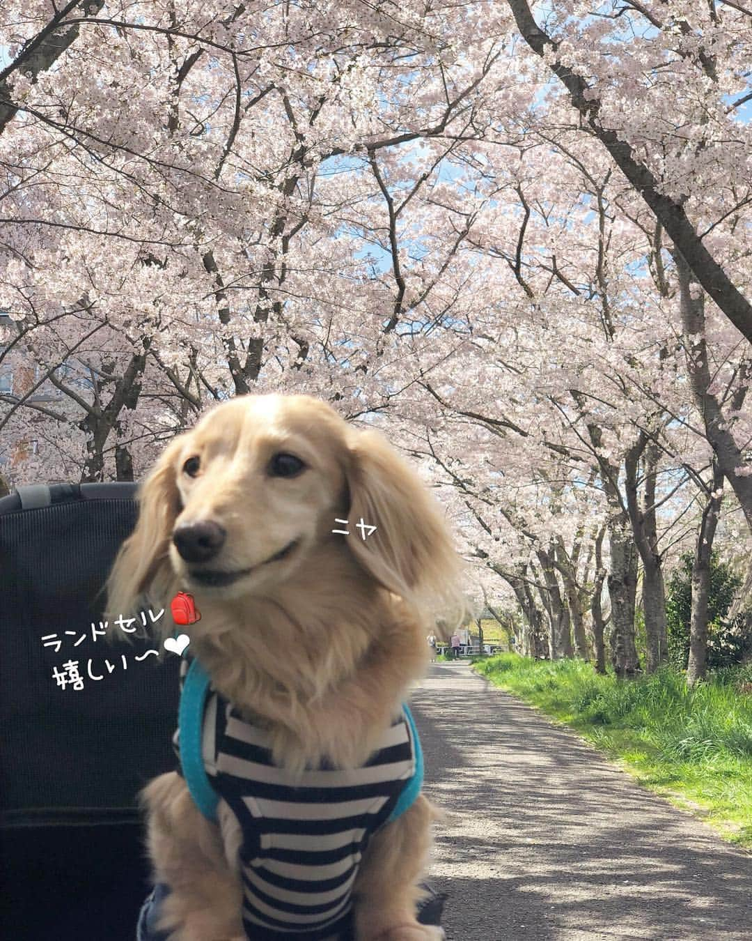 チズさんのインスタグラム写真 - (チズInstagram)「小学校入学🐶できるかなぁ？  #平成最後の桜#春うらら#花見 🌸 #花見日和#桜咲く#ランドセル #cherryblossom #ランドセル犬部  #🌷#🍡#🐶#🐾#💕 #Mダックス #ダックス#ミニチュアダックス #ミニチュアダックスフンド #ミニチュアダックスクリーム #短足犬 #短足部 #カニンヘンダックス #関西ダックス#親父犬 #ダックス13歳#シニア犬 #犬なしでは生きていけません会  #インスタでわんこみるのが日課 ♡♡」4月14日 13時35分 - sqi.chizu