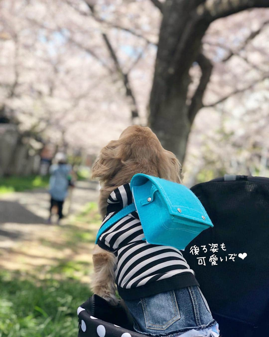 チズさんのインスタグラム写真 - (チズInstagram)「小学校入学🐶できるかなぁ？  #平成最後の桜#春うらら#花見 🌸 #花見日和#桜咲く#ランドセル #cherryblossom #ランドセル犬部  #🌷#🍡#🐶#🐾#💕 #Mダックス #ダックス#ミニチュアダックス #ミニチュアダックスフンド #ミニチュアダックスクリーム #短足犬 #短足部 #カニンヘンダックス #関西ダックス#親父犬 #ダックス13歳#シニア犬 #犬なしでは生きていけません会  #インスタでわんこみるのが日課 ♡♡」4月14日 13時35分 - sqi.chizu