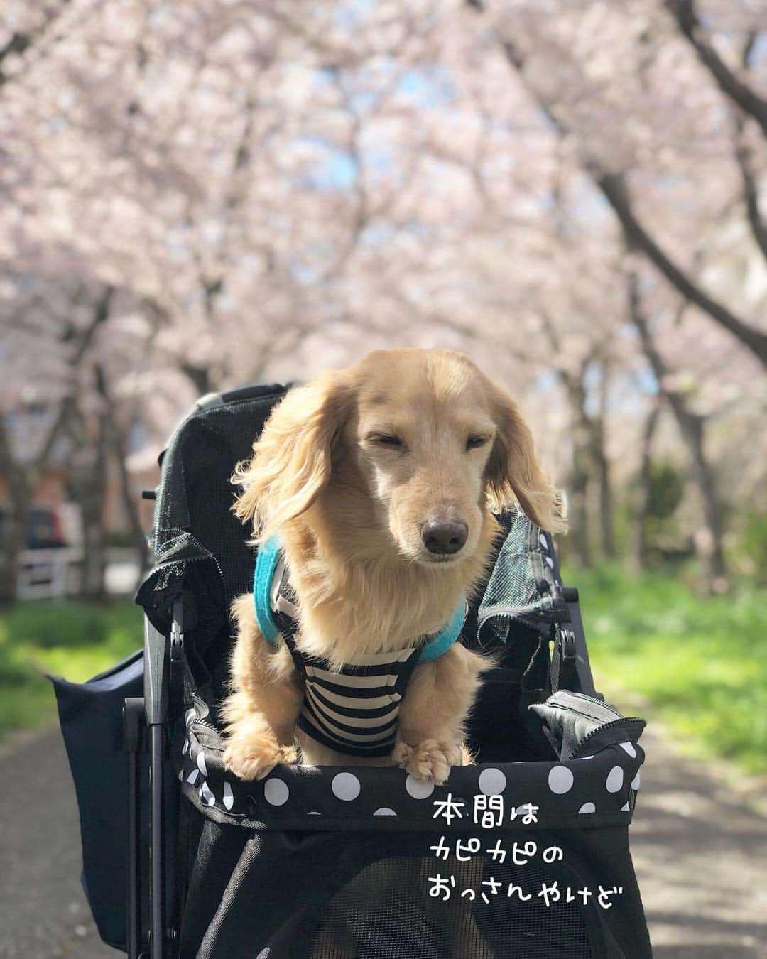 チズさんのインスタグラム写真 - (チズInstagram)「小学校入学🐶できるかなぁ？  #平成最後の桜#春うらら#花見 🌸 #花見日和#桜咲く#ランドセル #cherryblossom #ランドセル犬部  #🌷#🍡#🐶#🐾#💕 #Mダックス #ダックス#ミニチュアダックス #ミニチュアダックスフンド #ミニチュアダックスクリーム #短足犬 #短足部 #カニンヘンダックス #関西ダックス#親父犬 #ダックス13歳#シニア犬 #犬なしでは生きていけません会  #インスタでわんこみるのが日課 ♡♡」4月14日 13時35分 - sqi.chizu