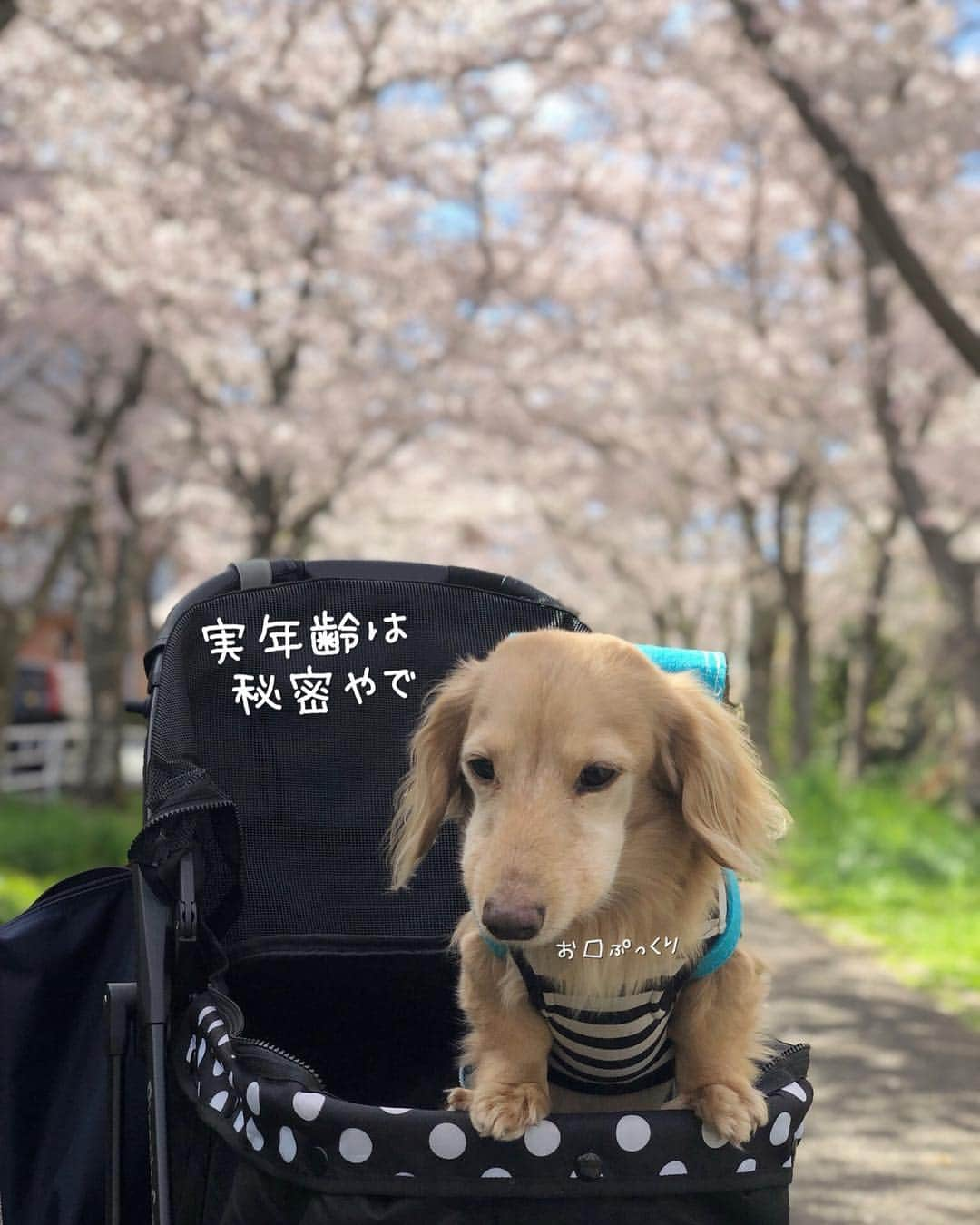 チズさんのインスタグラム写真 - (チズInstagram)「小学校入学🐶できるかなぁ？  #平成最後の桜#春うらら#花見 🌸 #花見日和#桜咲く#ランドセル #cherryblossom #ランドセル犬部  #🌷#🍡#🐶#🐾#💕 #Mダックス #ダックス#ミニチュアダックス #ミニチュアダックスフンド #ミニチュアダックスクリーム #短足犬 #短足部 #カニンヘンダックス #関西ダックス#親父犬 #ダックス13歳#シニア犬 #犬なしでは生きていけません会  #インスタでわんこみるのが日課 ♡♡」4月14日 13時35分 - sqi.chizu