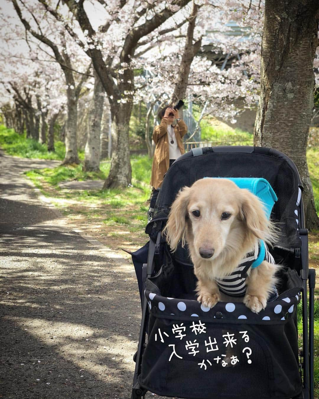 チズさんのインスタグラム写真 - (チズInstagram)「小学校入学🐶できるかなぁ？  #平成最後の桜#春うらら#花見 🌸 #花見日和#桜咲く#ランドセル #cherryblossom #ランドセル犬部  #🌷#🍡#🐶#🐾#💕 #Mダックス #ダックス#ミニチュアダックス #ミニチュアダックスフンド #ミニチュアダックスクリーム #短足犬 #短足部 #カニンヘンダックス #関西ダックス#親父犬 #ダックス13歳#シニア犬 #犬なしでは生きていけません会  #インスタでわんこみるのが日課 ♡♡」4月14日 13時35分 - sqi.chizu