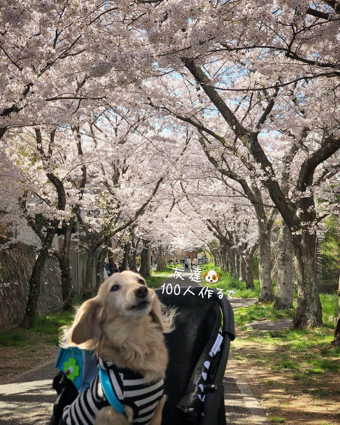 チズさんのインスタグラム写真 - (チズInstagram)「小学校入学🐶できるかなぁ？  #平成最後の桜#春うらら#花見 🌸 #花見日和#桜咲く#ランドセル #cherryblossom #ランドセル犬部  #🌷#🍡#🐶#🐾#💕 #Mダックス #ダックス#ミニチュアダックス #ミニチュアダックスフンド #ミニチュアダックスクリーム #短足犬 #短足部 #カニンヘンダックス #関西ダックス#親父犬 #ダックス13歳#シニア犬 #犬なしでは生きていけません会  #インスタでわんこみるのが日課 ♡♡」4月14日 13時35分 - sqi.chizu