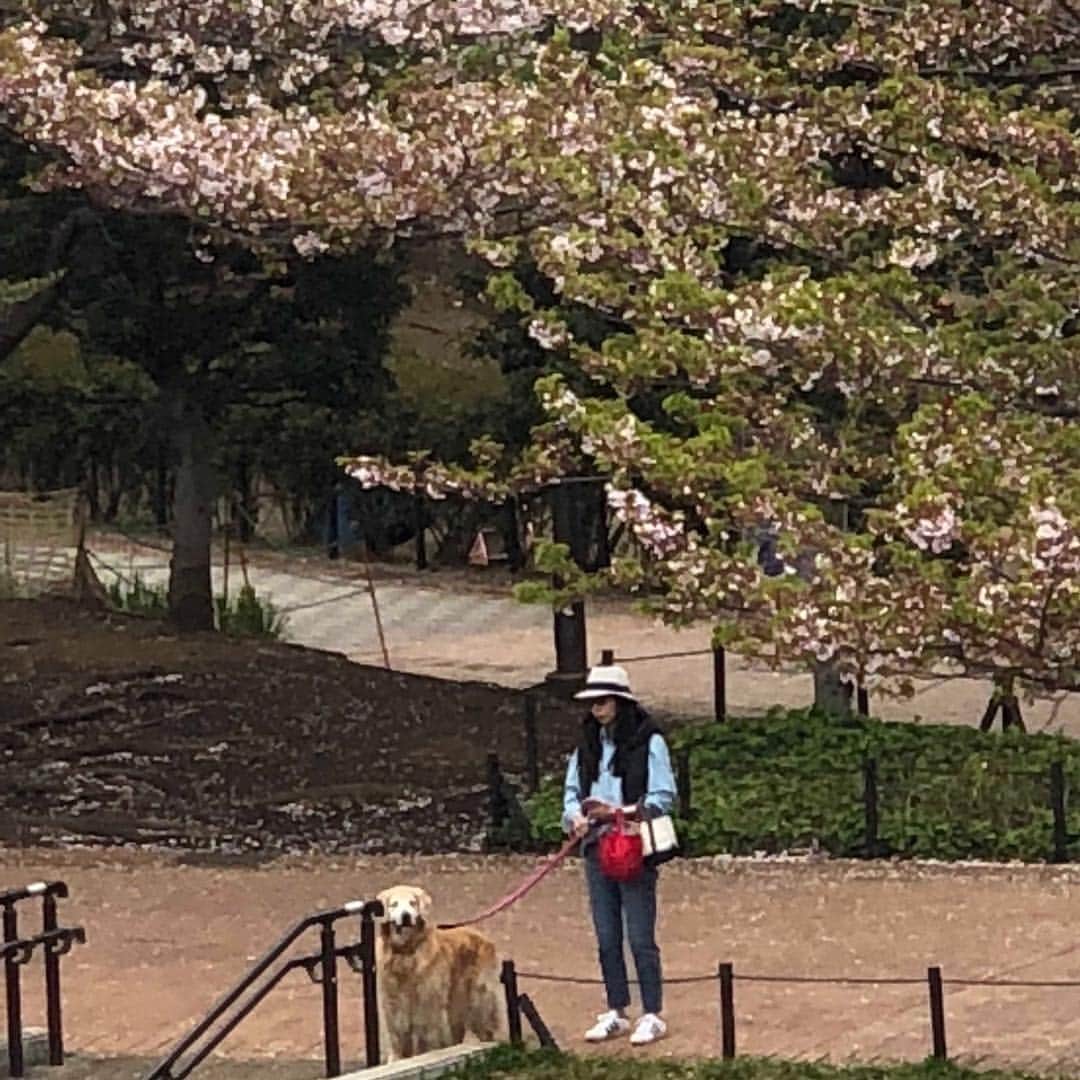 高橋ひとみさんのインスタグラム写真 - (高橋ひとみInstagram)「朝のお散歩🎵  桜も葉桜になってきました！」4月14日 13時45分 - hitomi_momoe