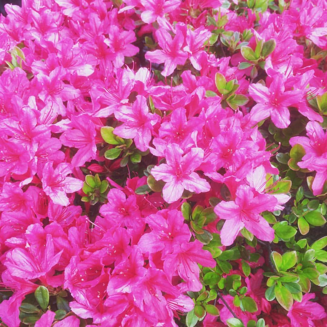 斉藤伸也さんのインスタグラム写真 - (斉藤伸也Instagram)「うつく©︎ #flowers」4月14日 14時58分 - shytoshinya