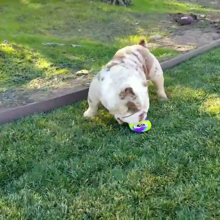 Oprahnbooのインスタグラム：「UNCLE FESTER.  #englishbulldog #merle #37lbs #15monthsold #dogsoftheworld #dogsoftheday #dogslovers #dogsofinstagram #share #loveit #likeit #lovelydogs」