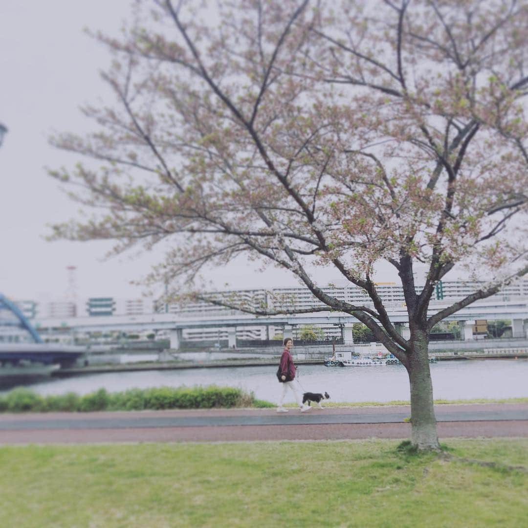 dorlisのインスタグラム：「ジョセと桜とスカイツリー #dorlis #ボストンテリア #bostonterrier #桜 #葉桜 #土手 #cherryblossom #散歩」