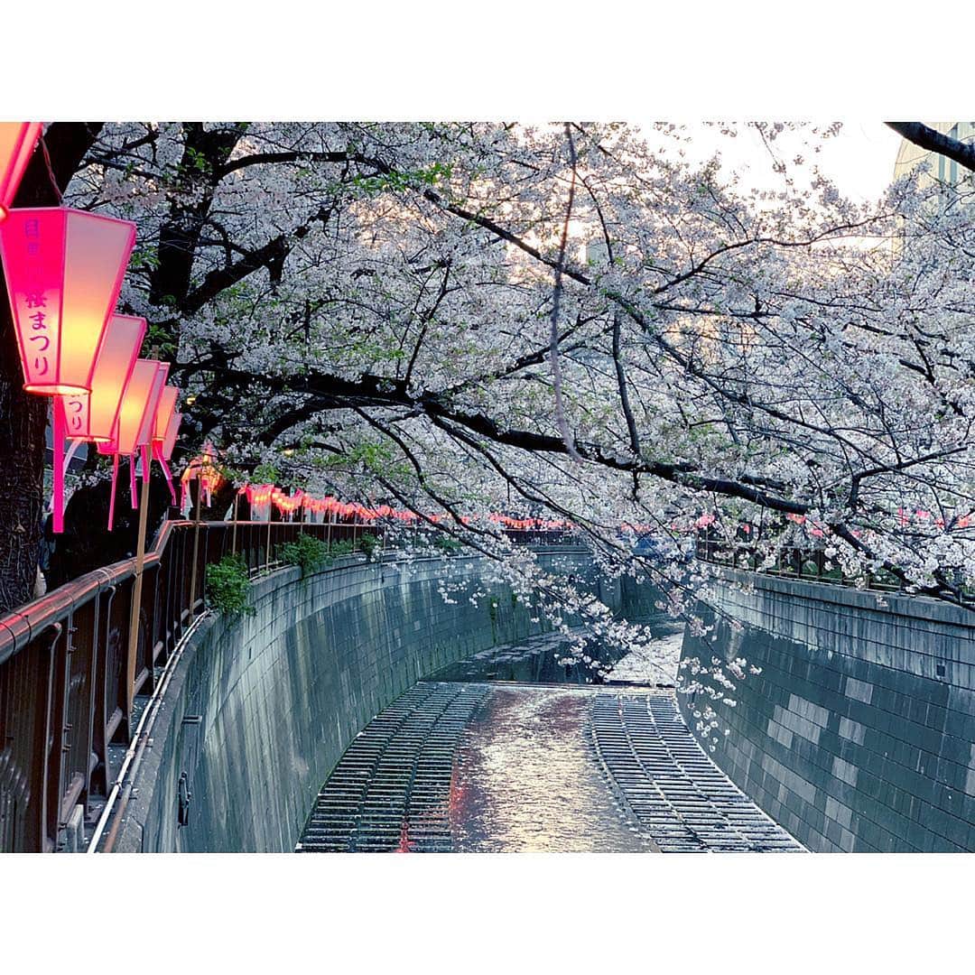 REOLさんのインスタグラム写真 - (REOLInstagram)「今年撮った桜の写真一部」4月14日 20時24分 - rrreol999