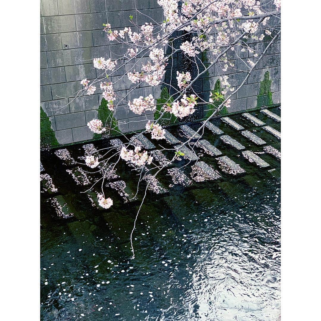REOLさんのインスタグラム写真 - (REOLInstagram)「今年撮った桜の写真一部」4月14日 20時24分 - rrreol999