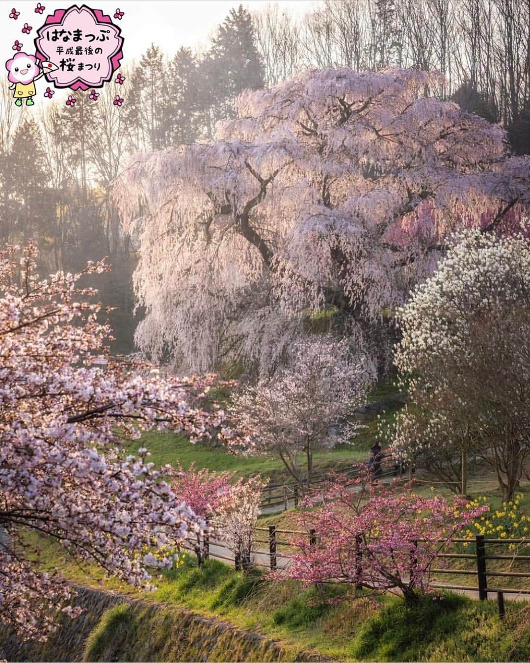 はなまっぷ❁日本の花風景さんのインスタグラム写真 - (はなまっぷ❁日本の花風景Instagram)「🍃🌸はなまっぷ平成最後の桜まつり🌸🍃 * @koyama4645 さんの 平成の桜に花まるを💮 * 平成を彩る日本の美しい桜をありがとうございます😊🌸🍃 * 奈良  #又兵衛桜  #ナメゴ谷 Nara Pref. * 見頃を過ぎている場所もご紹介しています。 お出かけの際はHP等で最新の情報をご確認くださいね🙏🌸🍃 * 🌸•••🍃•••🌸•••🍃•••🌸•••🍃•••🌸 * 🌸桜まつり概要🌸 * 期間:平成最後の日まで タグ:#はなまっぷ * #はなまっぷ  のタグの中から、桜のお写真をどんどんご紹介させていただきます。期間中はランダムに、複数枚投稿でもご紹介させていただく場合がございます。 * #桜#sakura#花見#さくら#日本#春#花#平成最後の#満開 * 🌸•••🍃•••🌸•••🍃•••🌸•••🍃•••🌸 * はなまっぷより * 💌LINEスタンプ「はなまっぷちゃん」絶賛発売中！みなさんのLINEにも花まるを💮 💌はなまっぷ本、Amazonや全国の書店さんで満開です！ぜひお手にとっていただけると嬉しいです🌸 * LINEスタンプ、はなまっぷ本は、プロフ欄記載のTwitterアカウントよりご確認ください。 * 🌸•••🍃•••🌸•••🍃•••🌸•••🍃•••🌸 *」4月14日 20時24分 - hanamap