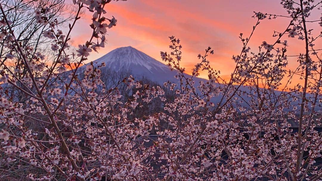 phantastic420のインスタグラム：「. 🤩🤩“Shizuoka” prefecture in Japan is a place where you can see the most “phantastic” Mt. Fuji🗻 in the world.🤩 #富士山 #mtfuji #japan #shizuoka #fujinomiya  #phantastic420photography #mostphantasticmtfuji #selamatpagi  #goodmorning  #おはようございます 😇😇😇😇😇😇😇🗻😇😇 我が家のお花畑🤣#じゃらん花畑 @jalan_net  @kanden.jp #あえてシェア @visit.tokai @shizuoka_kankou #静岡dc #富士宮市 #photois #50000人の写真展 #日本の風景 #東京 @fujifilm_photois」