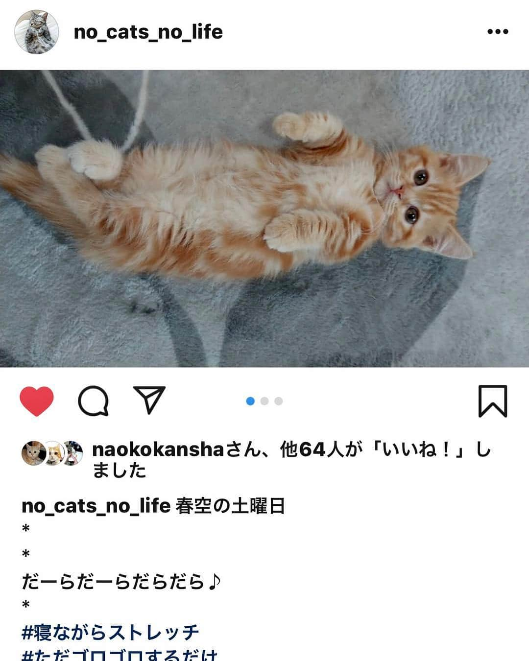 まんちの樹（マンチカンブリーダー）さんのインスタグラム写真 - (まんちの樹（マンチカンブリーダー）Instagram)「パインベビー：春空（はるく）君。先輩猫とも仲良くなってきたようです❤️ ママさんがInstagramされているので紹介です。 春空君ママ→@no_cats_no_life  #マンチカン#猫#ねこ#ネコ#ねこ部 #子猫#にゃんすたぐらむ#にゃんだふるらいふ#レッドタビー#まんちの樹#猫ブリーダー#マンチカンブリーダー#猫親戚 #cat#kitten#kitty#cute#meow #picneko#catstagram#instacat#catlover#catsofinstagram#ilovecat」4月14日 20時26分 - machiyominoura