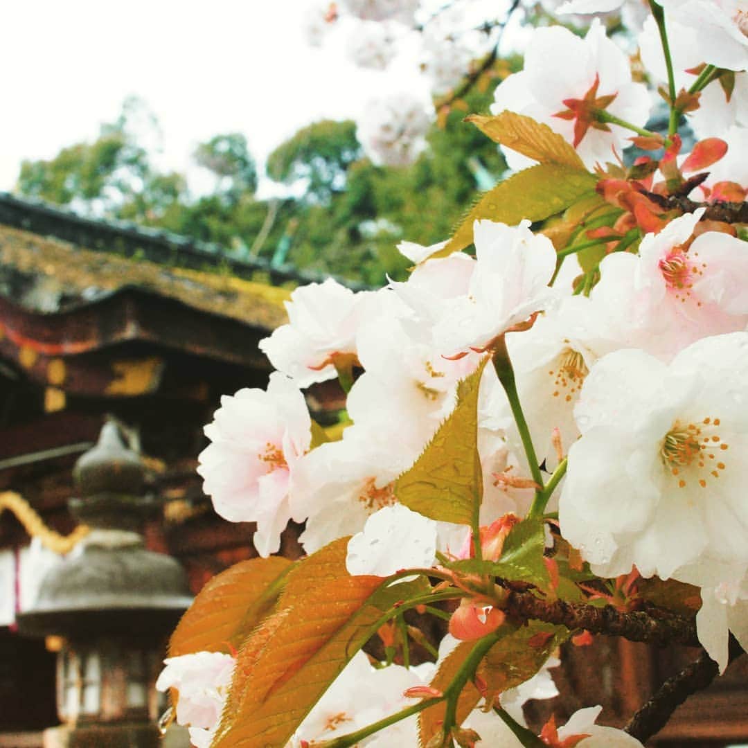 City of Kyoto Official Accountのインスタグラム
