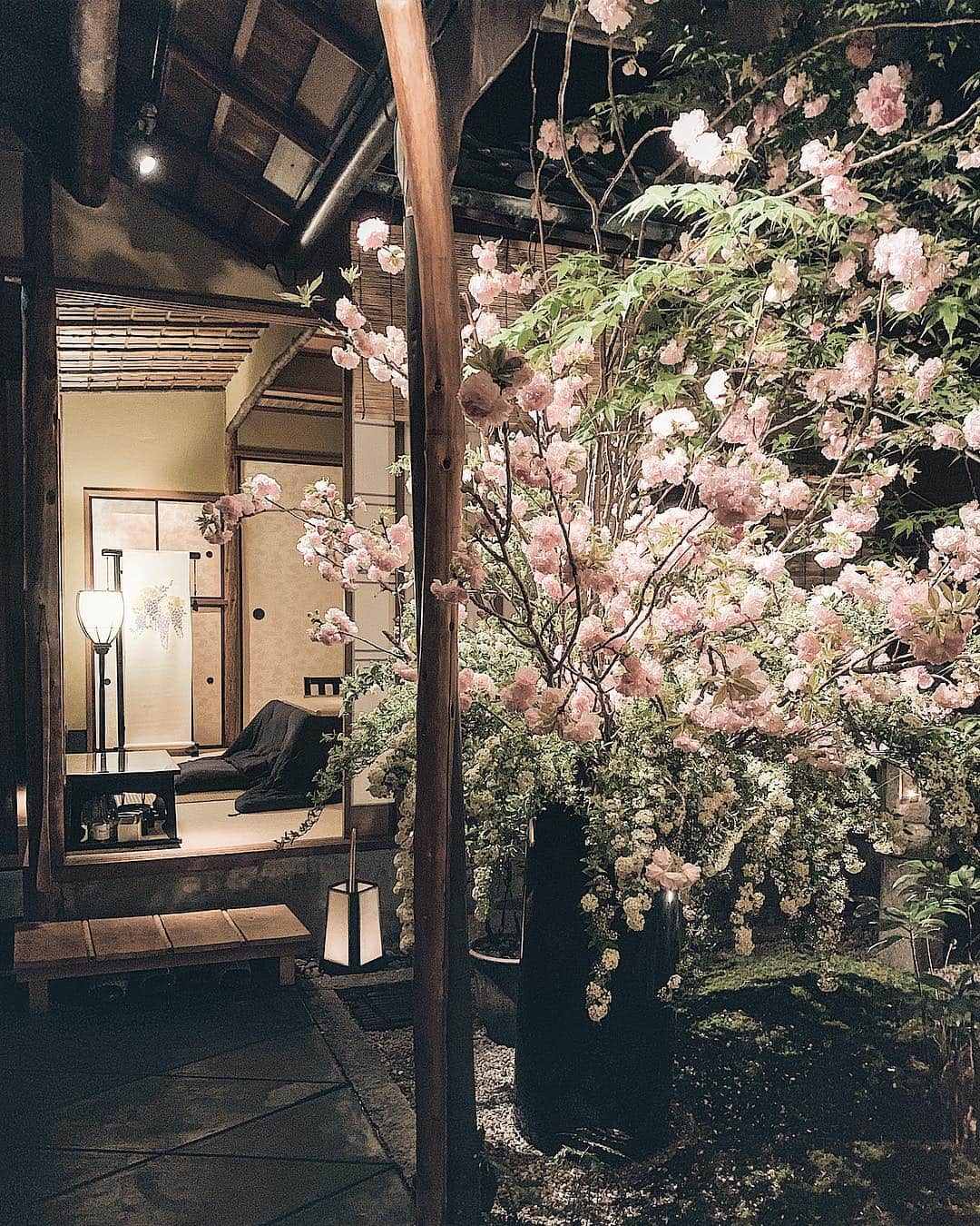 三浦大地さんのインスタグラム写真 - (三浦大地Instagram)「祇園かさいで夜八重桜。  #京都 #祇園 #祇園かさい #八重桜」4月14日 20時29分 - daichi_1127