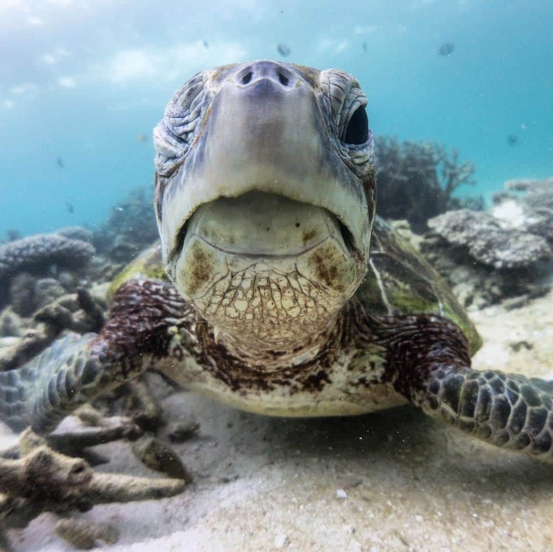 Australiaさんのインスタグラム写真 - (AustraliaInstagram)「“How you doin’?” 😉 @danielthomasbrowne came across this charming guy while on tour with @coralbayeco in @westernaustralia, and surely this cheeky little wink is an invitation to visit him in #CoralBay?! Turtles can be seen all year round in @australiascoralcoast, and you can get up close to them on @coralbayeco’s ‘Turtle Eco Tour.’ You’ll start out on a  Glass Bottom Boat to marvel at  #NingalooReef, before jumping into the water to snorkel on the reef amongst these guys. TIP: You never know what pose they’ll strike for you, so come armed with an underwater camera! 😜  #seeaustralia #justanotherdayinwa #australiascoralcoast #wildlifephotography #travel」4月14日 15時00分 - australia