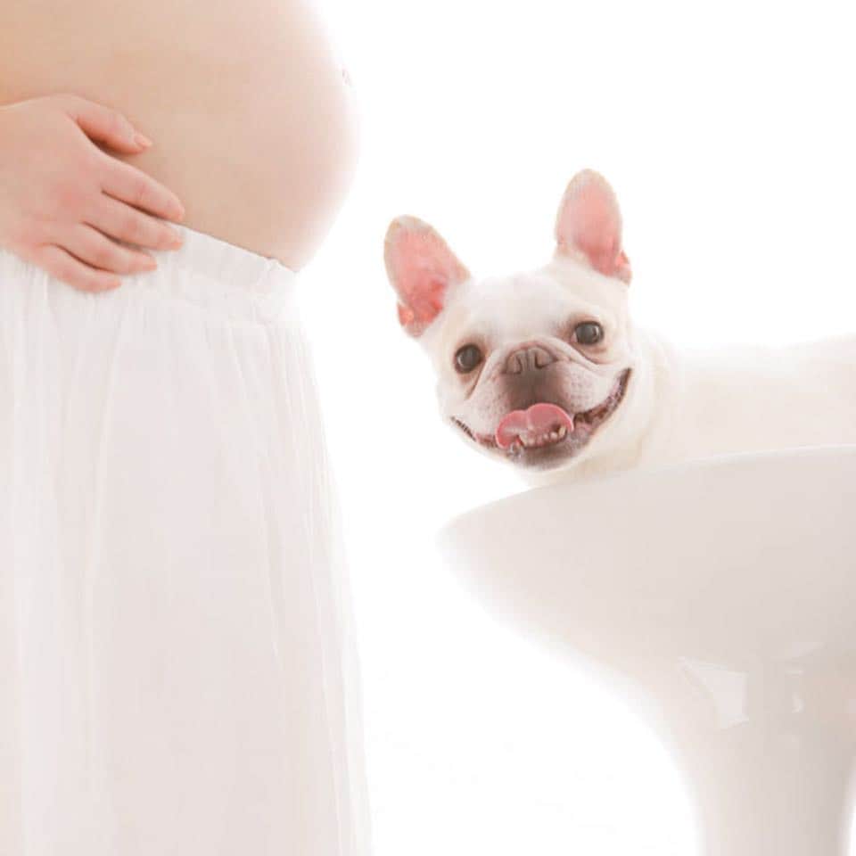 okuyama-photoさんのインスタグラム写真 - (okuyama-photoInstagram)「マタニティ&ベリーペイントはペットと一緒の撮影も出来ます。 このワンちゃん「まだー？」とお茶目な表情、産まれるのが待ち遠しそうでした。  #ベリーペイント  #写真のオクヤマ  #写真館  #フォトスタジオ  #家族写真  #ポートレート  #妊娠6ヶ月  #妊娠7ヶ月  #妊娠8ヶ月  #妊娠9ヶ月  #妊娠後期  #つわり  #双子妊娠  #出産準備  #臨月  #マタニティアート  #マタニティフォト  #マタニティペイント  #マタニティ  #妊婦フォト  #妊婦  #記念撮影  #マタニティライフ  #プレママ  #安産祈願  #十和田  #青森  #八戸」4月14日 15時01分 - okuyamaphoto