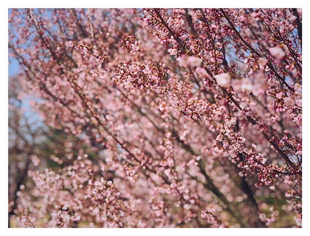 イ・ジョンジンさんのインスタグラム写真 - (イ・ジョンジンInstagram)「비가온뒤 깨끗해진.. #꽃놀이 #아이폰x」4月14日 15時04分 - jung.jin.lee_